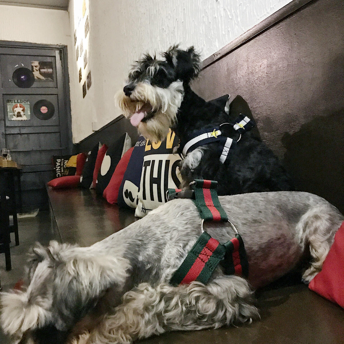 Trendy Pet Harness and Leash for Dogs of All Sizes
